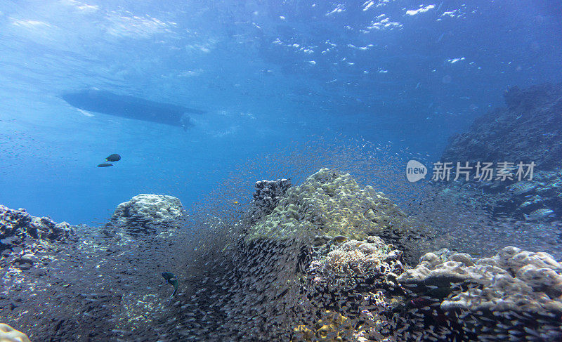 浅滩玻璃鱼又名侏儒清洁工(Parapriacanthus ransonneti)在珊瑚礁生态系统，Koh Haa群岛，安达曼海，甲米，泰国。